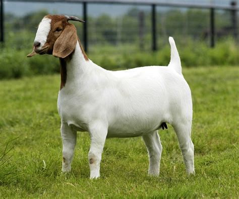 they can be registered from 50- full blood but they are all pure boer goats, no. . Chivos boer